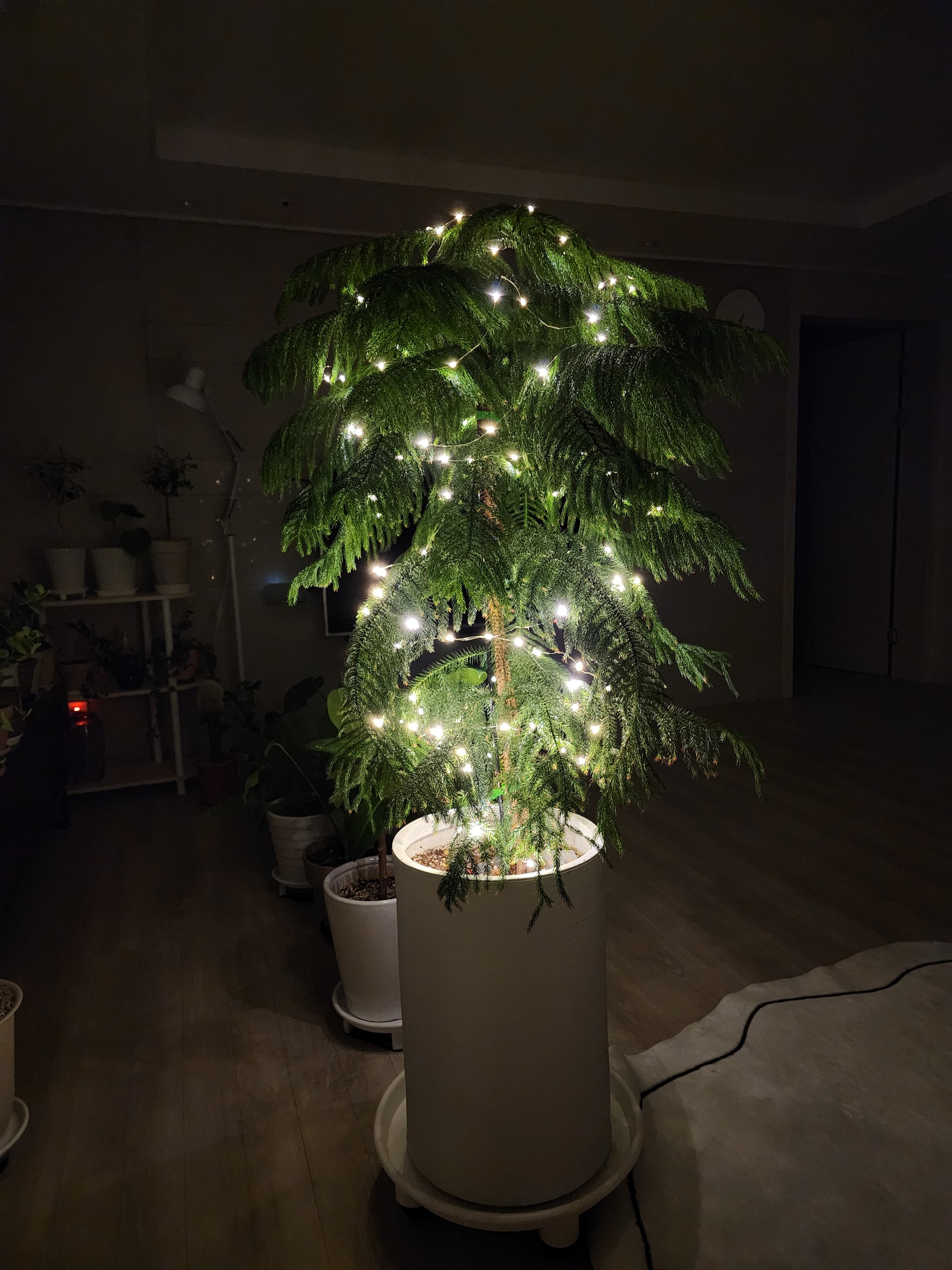 크리스마스용 줄전구를 달아준 아라우카리아