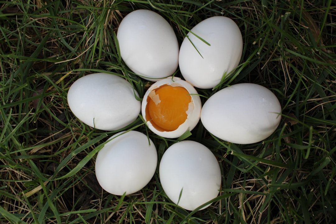 Quail egg