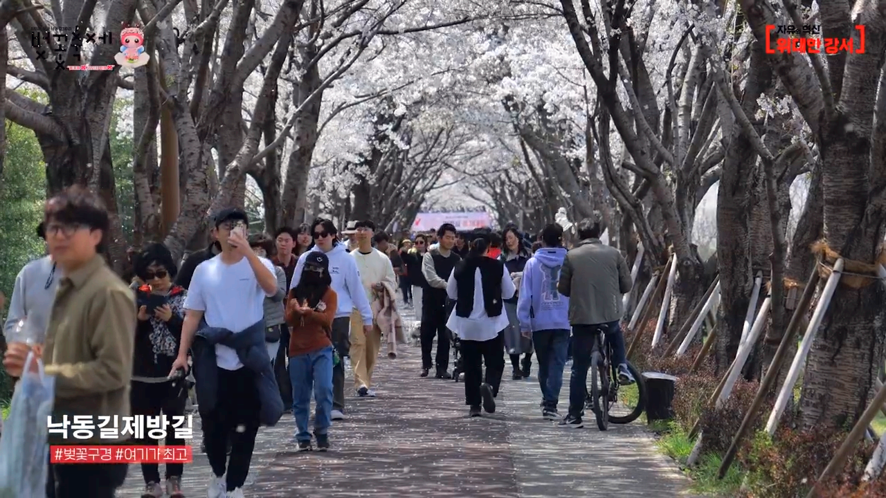 강서 낙동강 30리 벚꽃축제