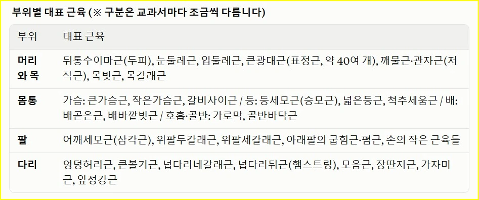 인체 부위별 대표 근육