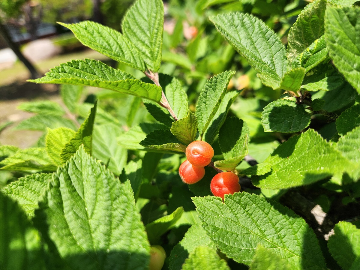 앵도나무(앵두나무)