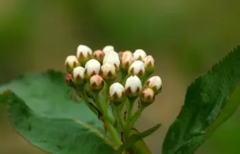 아로니아 효능 및 영양소, 먹는 방법