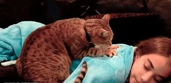 &amp;quot;고양이