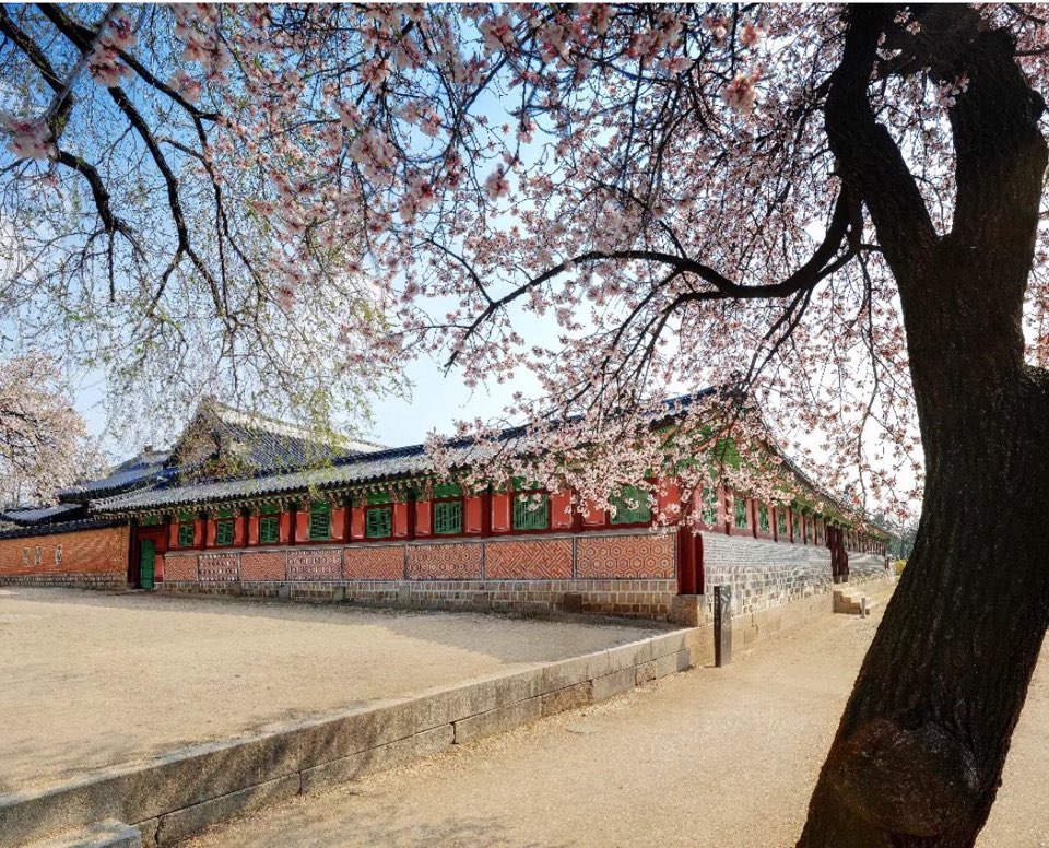 벚꽃과 경복궁
