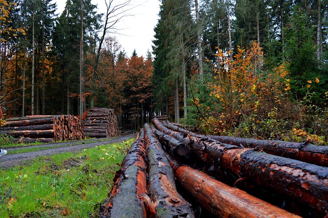 잘린 나무들이 쌓여 있는 사진