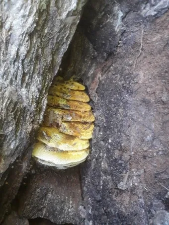 석청꿀 효능 7가지 보관방법 섭취 시 주의사항에 대해서 알아보기_10