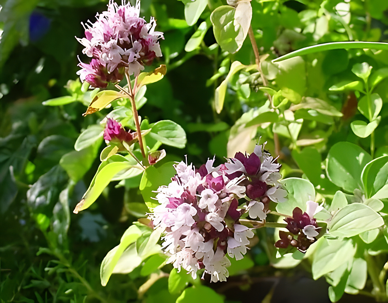 오레가노 (Oregano)