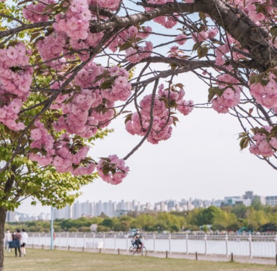 벚꽃 명소 추천