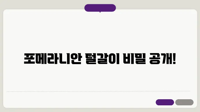 포메라니안 털빠짐 털갈이 관리 정리