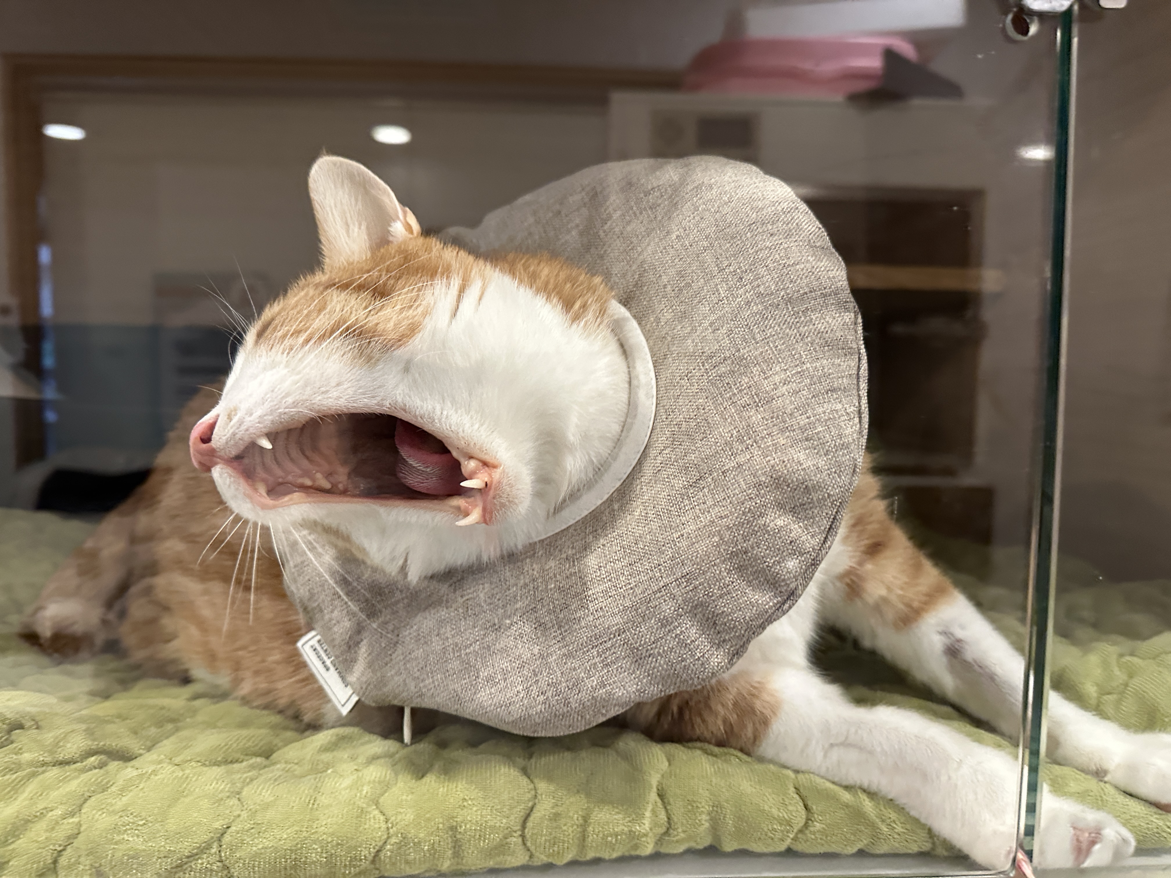 다시_입원한_호야_2