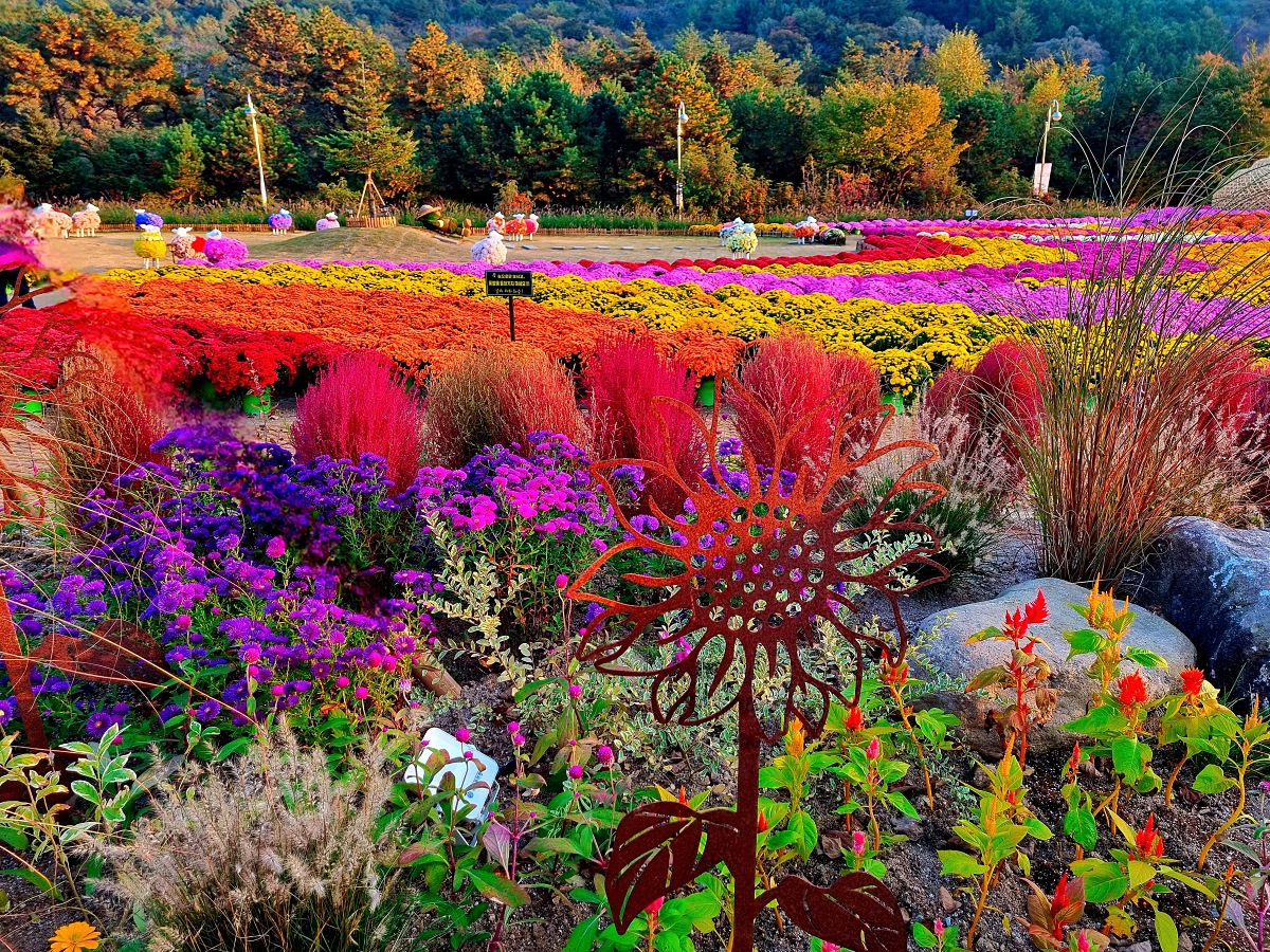 2024 강원도 인제 가을꽃 축제: 꽃길만 걷자 노을빛 국화 풍경, 단풍 후기 (10.17.)