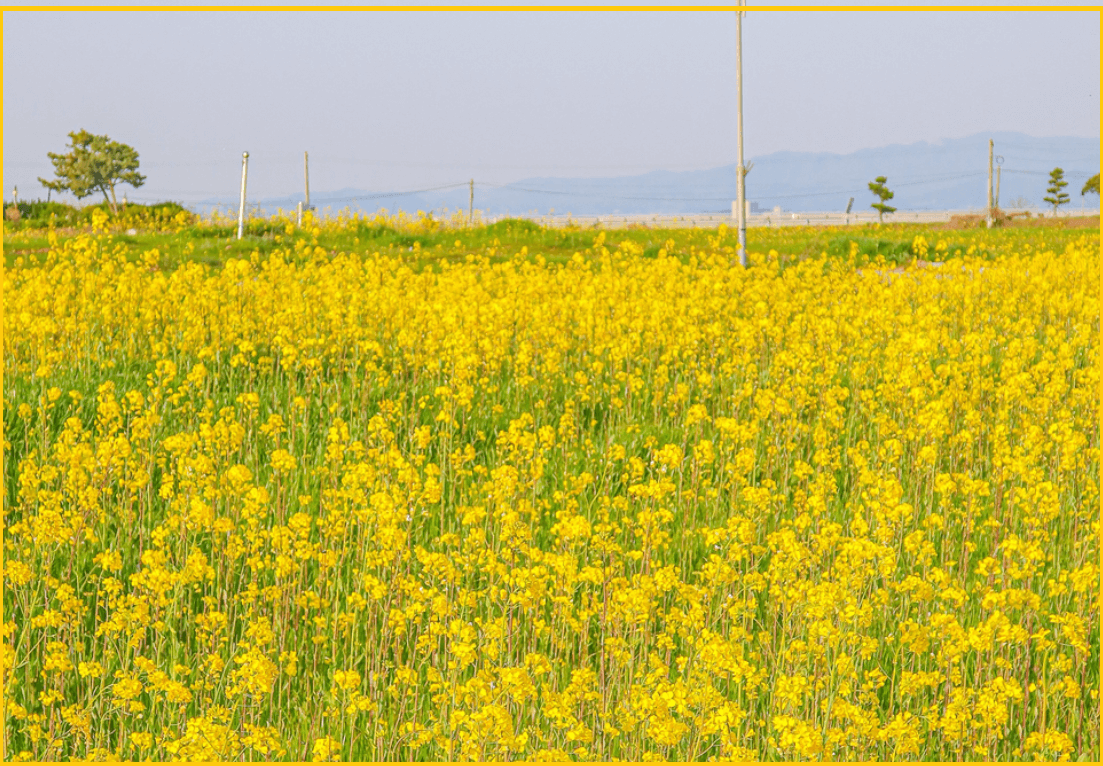 24년-유채꽃명소-가는길-안내