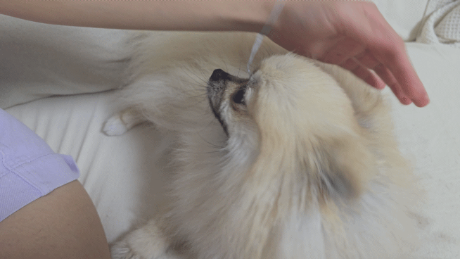 강아지를 쓰다듬다가 멈추면 생기는 일