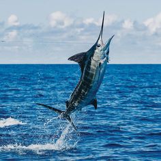 혈관에 좋은 영양제 혈관청소에 좋은 음식&amp;#44; 혈관에 좋은 약초