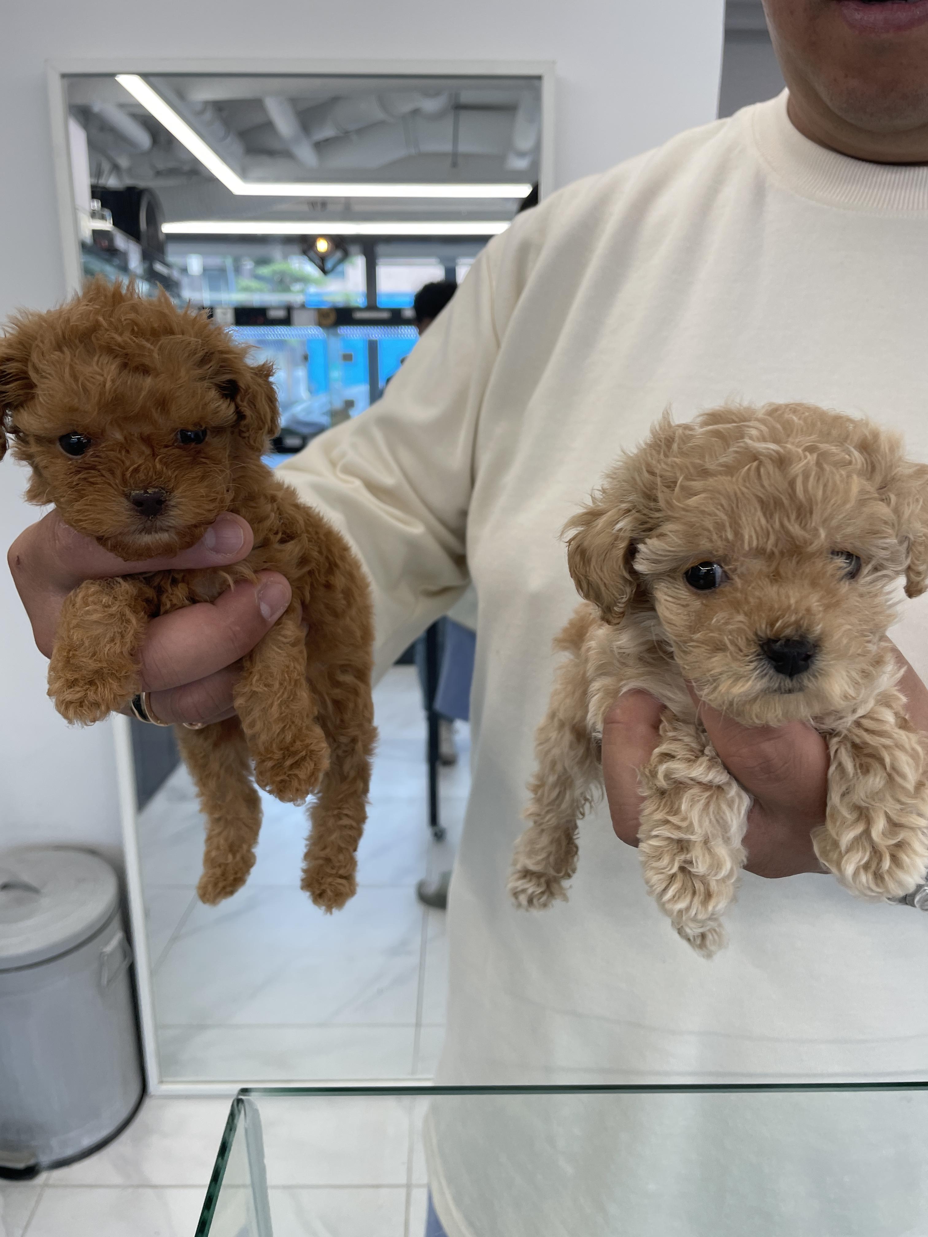 레드푸들, 크림푸드