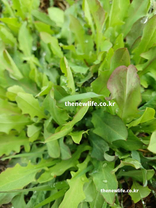 씀바귀와 고들빼기 차이점 잎 다양성