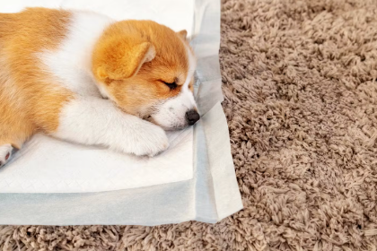 화장실에서 자는 강아지.