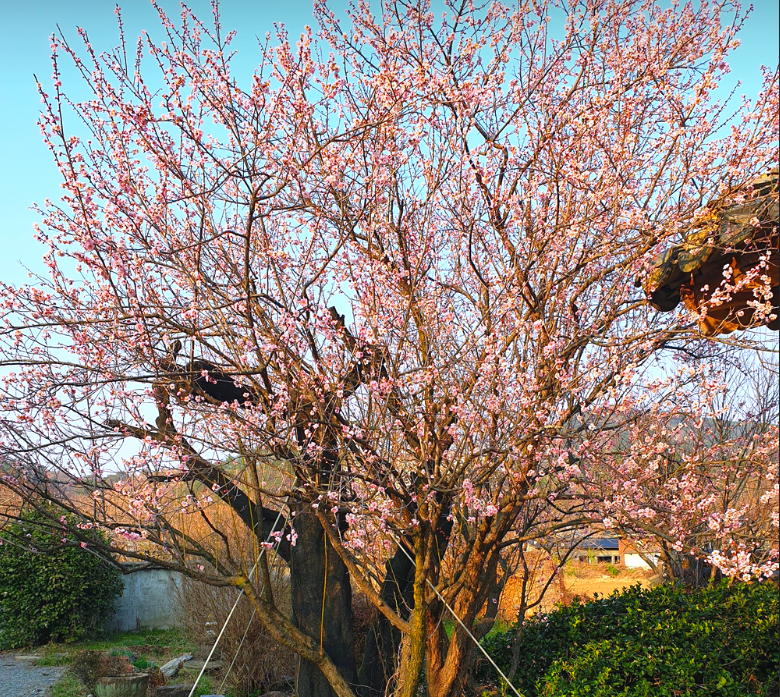 남사예담촌 원정매1