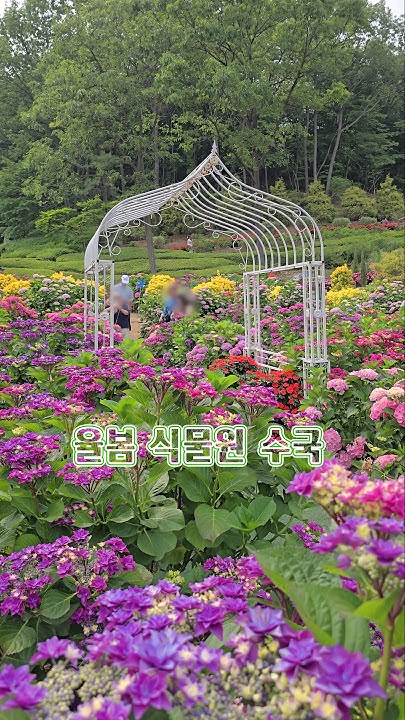 율봄식물원 수국