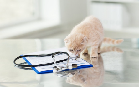 차트와 아기 고양이.