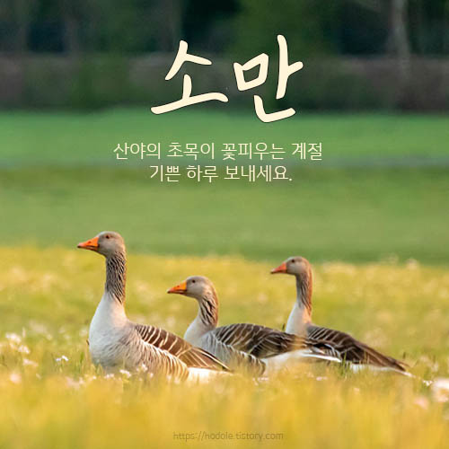 귀여운오리세마리