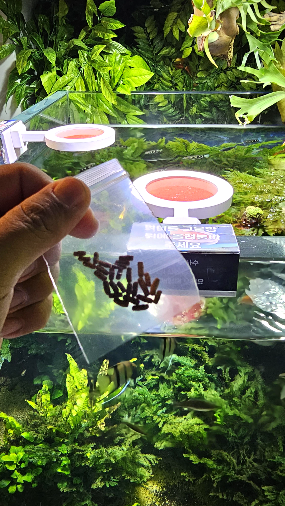 아쿠아플라넷 여수 물총고기 먹이