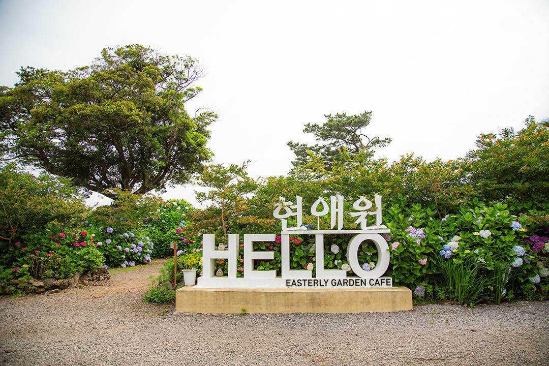 제주 현애원 수국정원