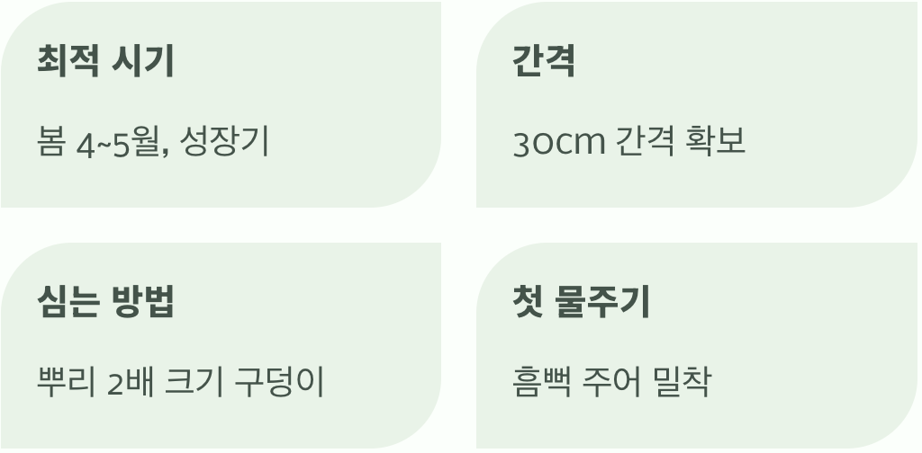 성공적인 첫걸음&amp;#44; 옮겨 심기