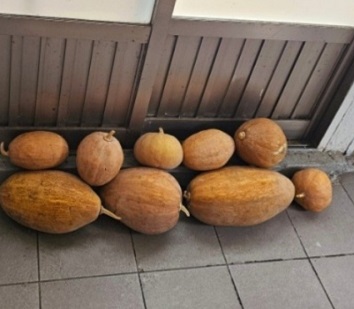 늙은호박