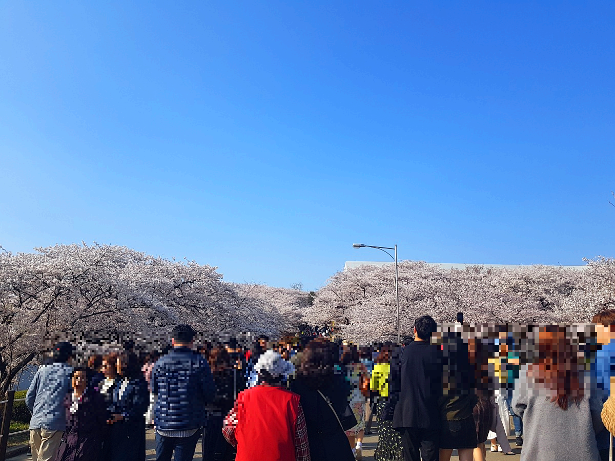 2026 비밀의 인천 벚꽃 명소|SK인천석유화학 벚꽃동산 개방, 무료 주차 꿀팁