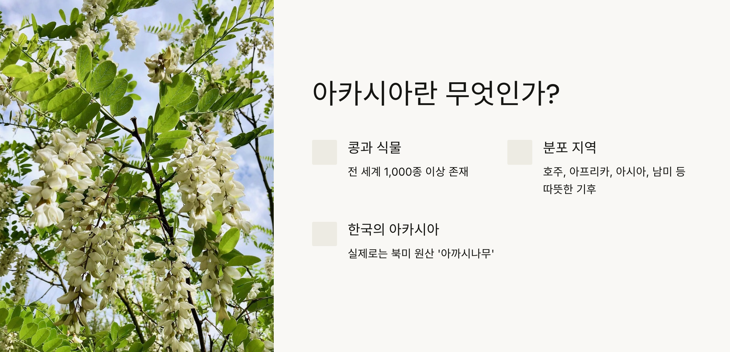 아카시아 꽃