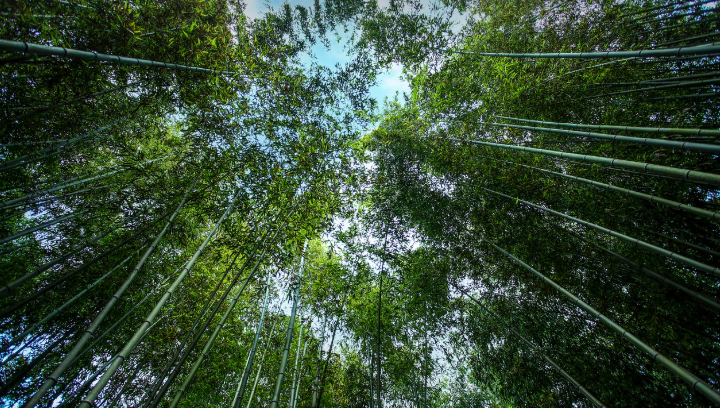 대나무 숲 이미지