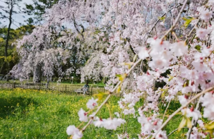 2026 벚꽃 추천 장소 지역별 완벽 정리