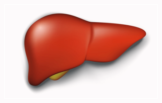 아르기닌의-효능-간기능개선
