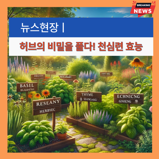 천심련 효능