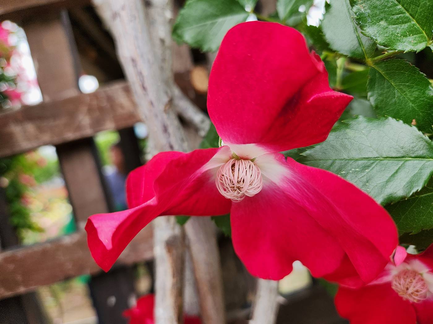 덩굴장미 다이나마이트 Dynamite