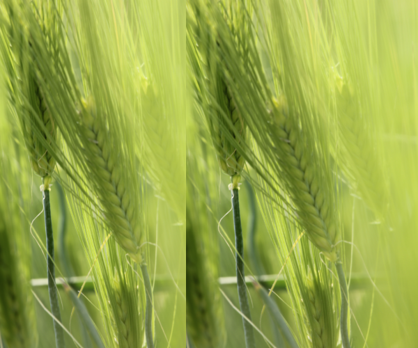 고창 청보리밭축제