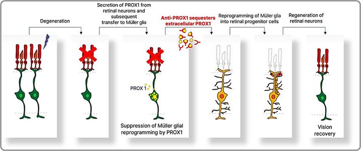 망막 연구 자료