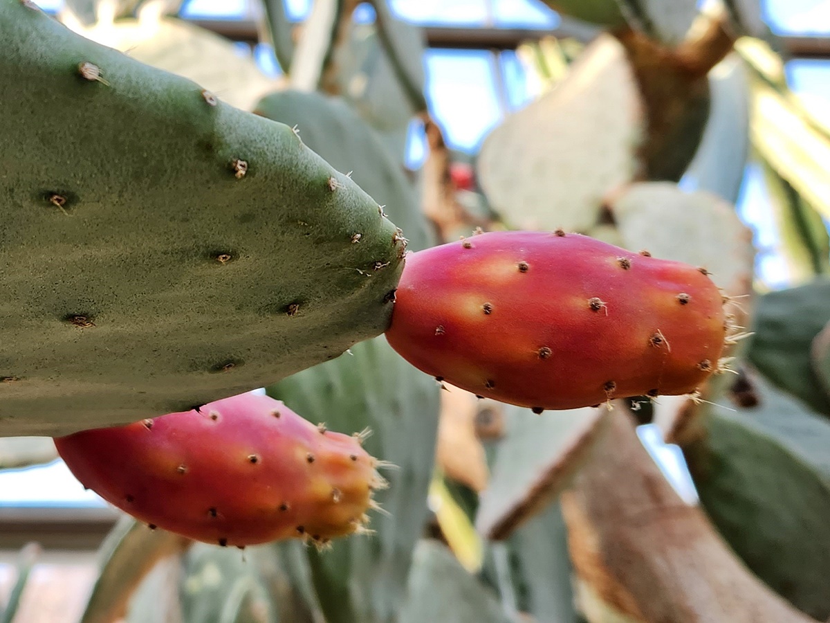 보검선인장(백년초)