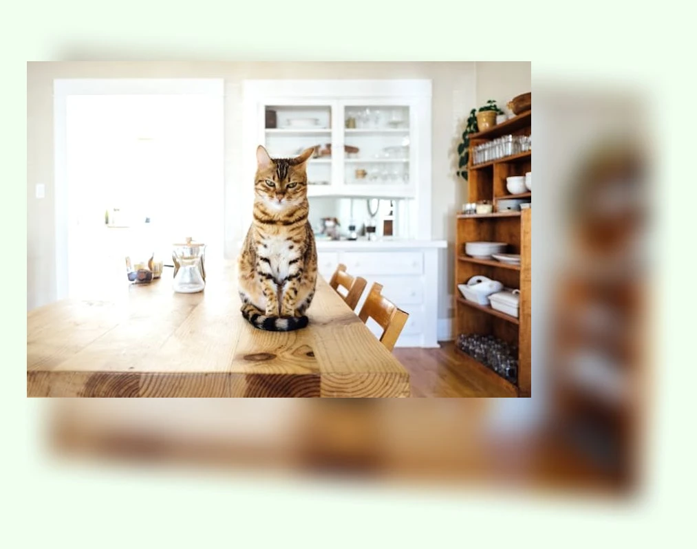 중고 고양이 용품_1_subsection