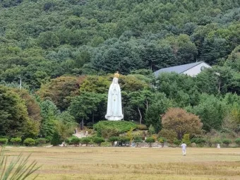 천진암 흰민들레 백양자연관찰로 괭이눈 개화_2