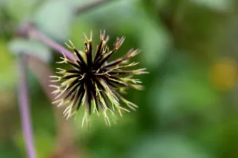 도깨비바늘 귀침초 자연이 준 해독의 명약 건강 효과_22