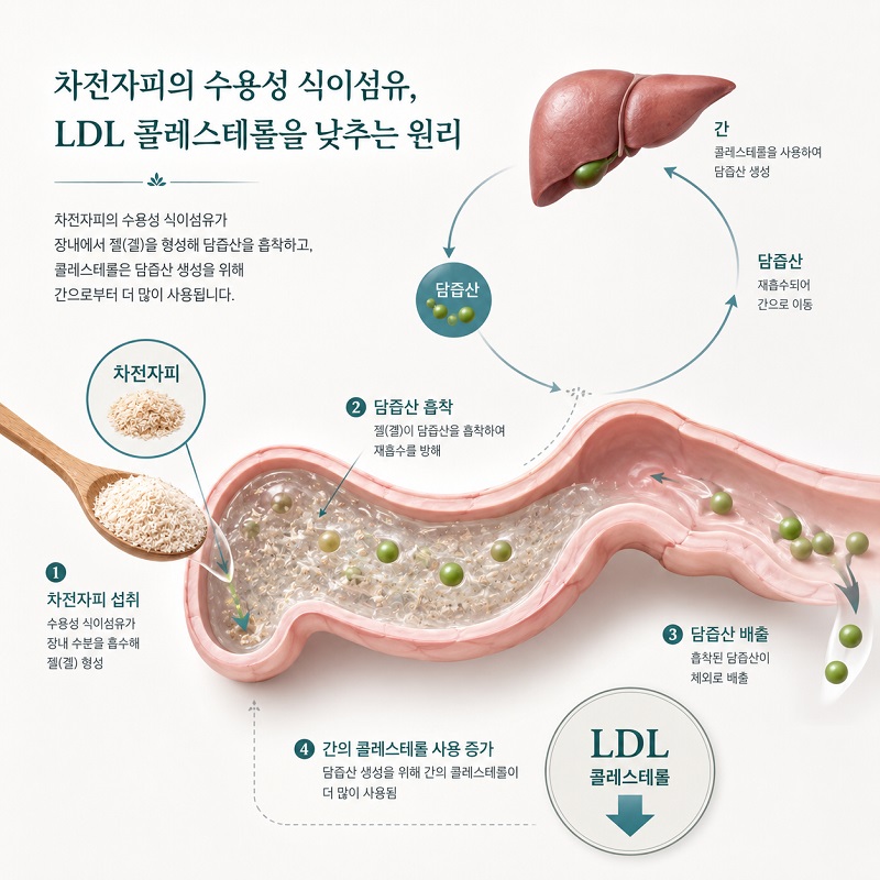 차전자피의 점성 식이섬유가 장 속 담즙산과 함께 이동하는 과정을 표현한 인포그래픽