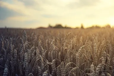 카무트-곡물-효소