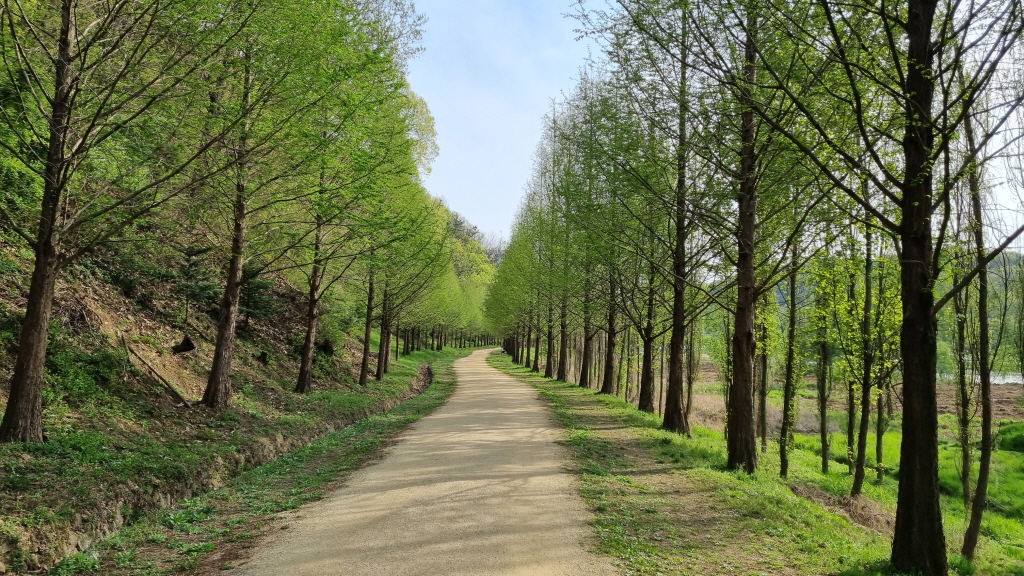 메타세콰이어 조성 길