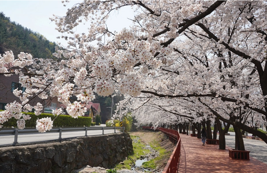 2025 벚꽃 개화시기