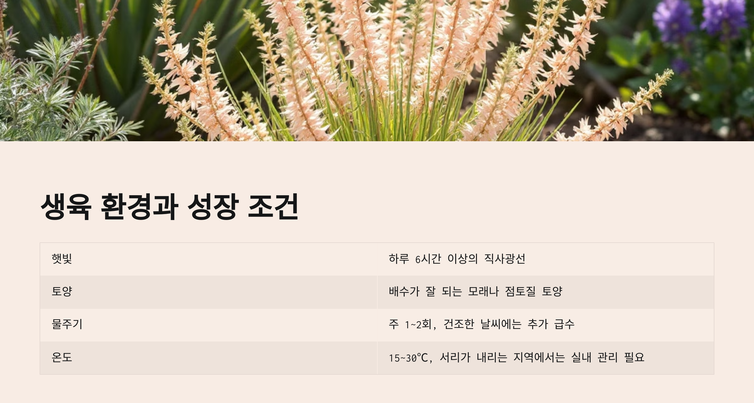 보라싸리 사진