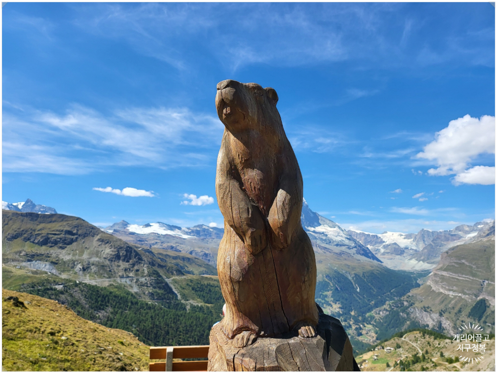 스위스 야생 마멋