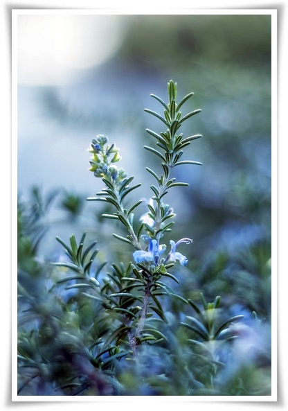 화초 "로즈마리" 집 안 공기를 정화하는 향기로운 반려식물!