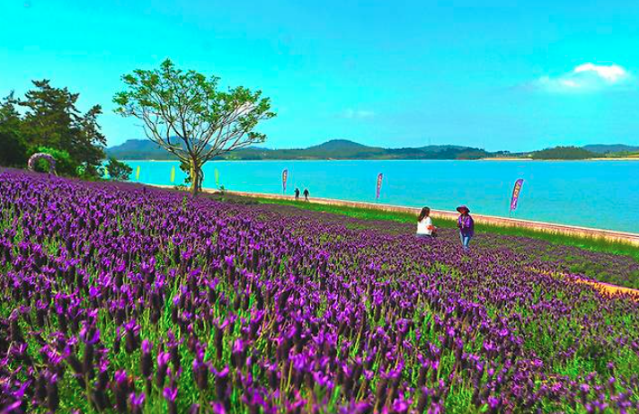 2025 퍼플섬 라벤더 축제